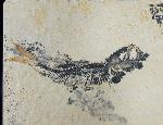 Leptolepides sprattiformis (BLAINVILLE 1818) - Bild &copy; FossNet FossilienStore